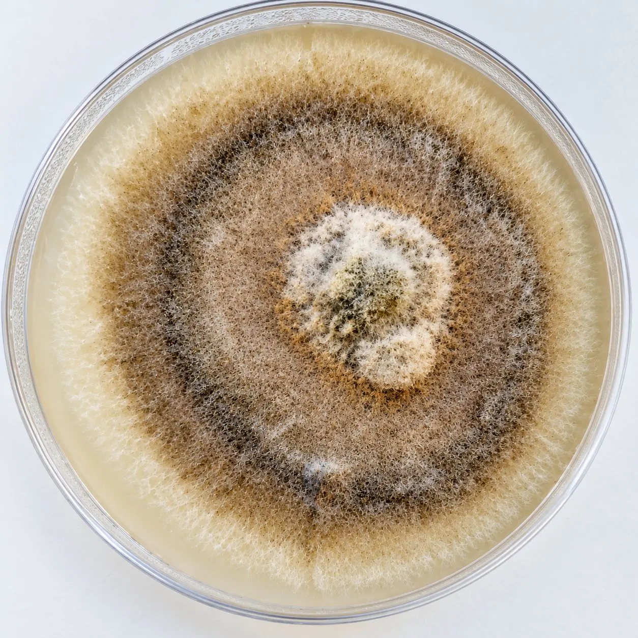 Colonia de Pleurostoma richardsiae en agar con extracto de malta al 2 %.