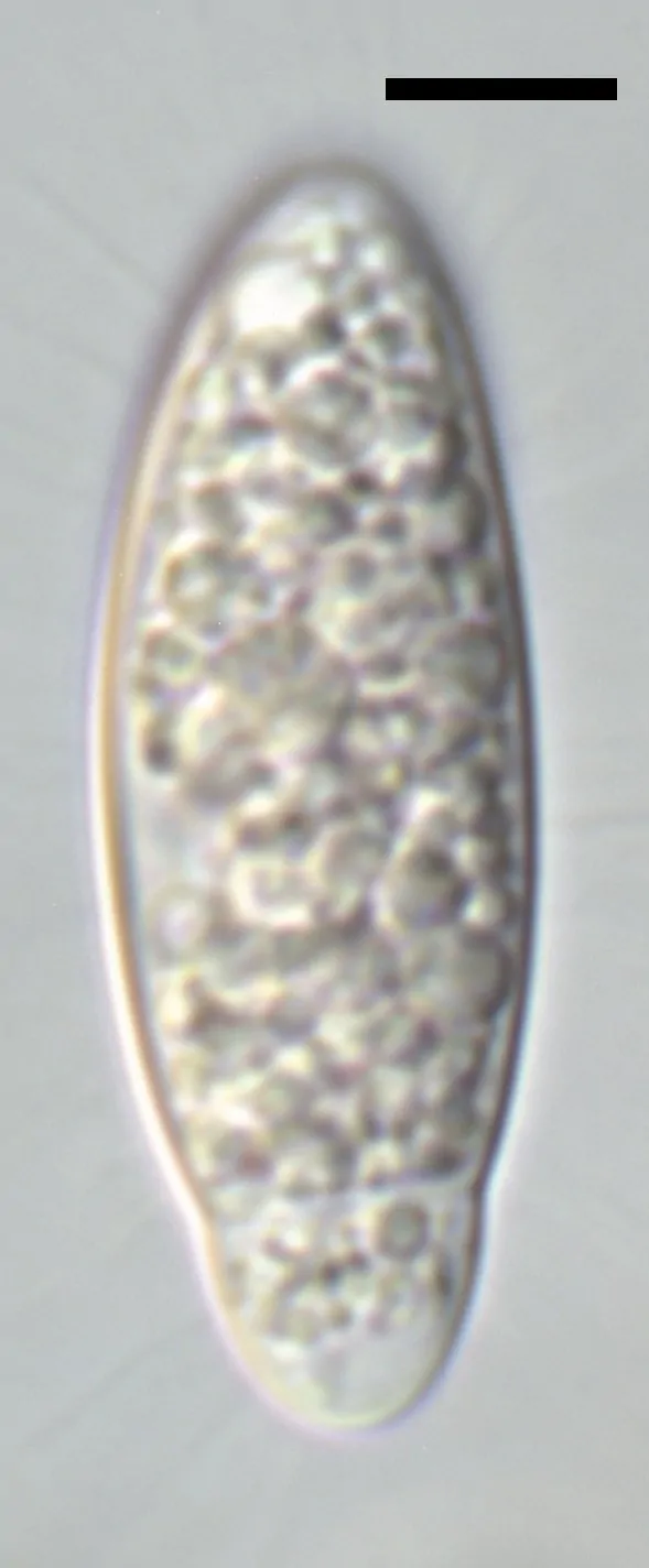 Ascosporas de Apiospora balearica