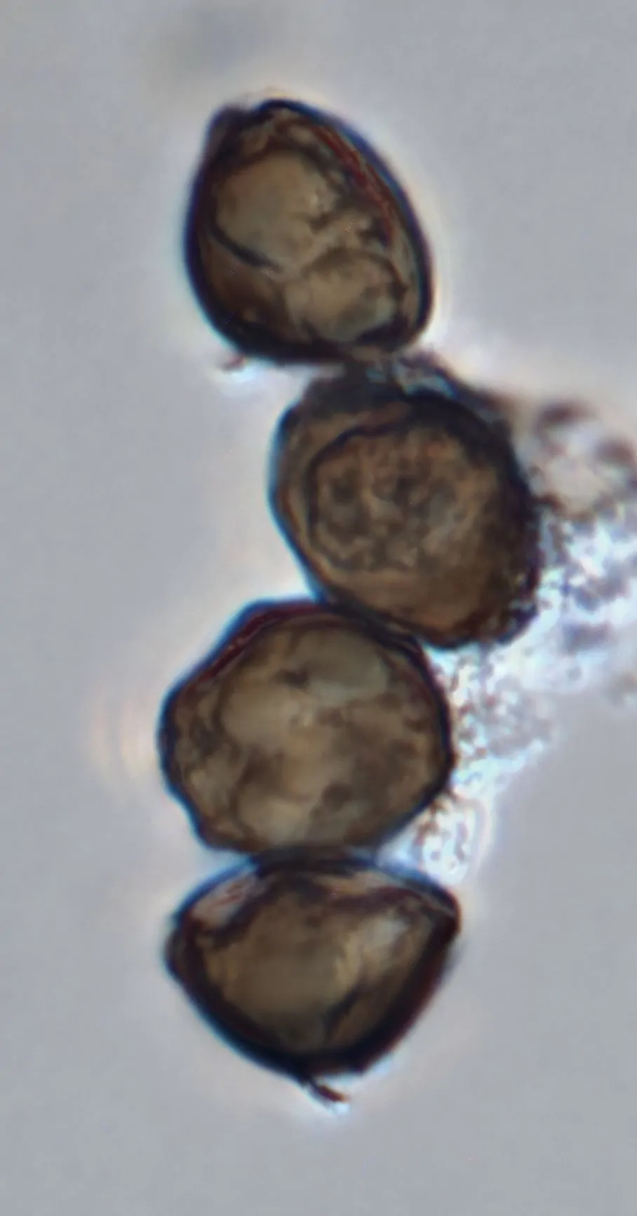 Conidios de Arthrinium crenatum.