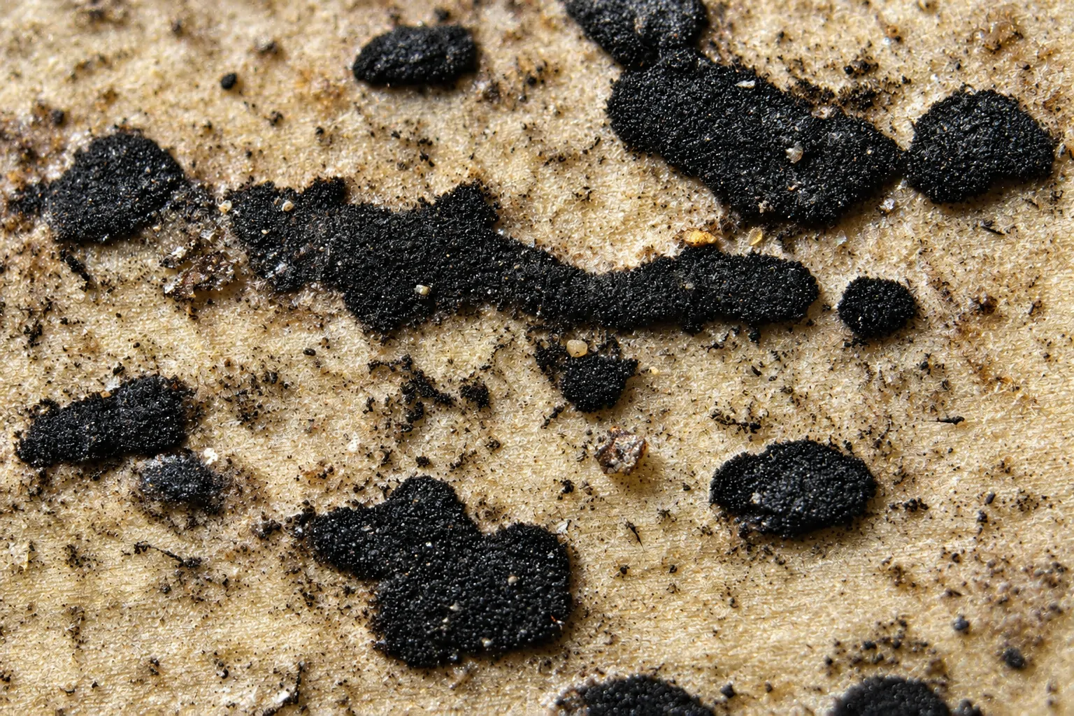 Apiospora arundinis