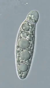 Apiospora