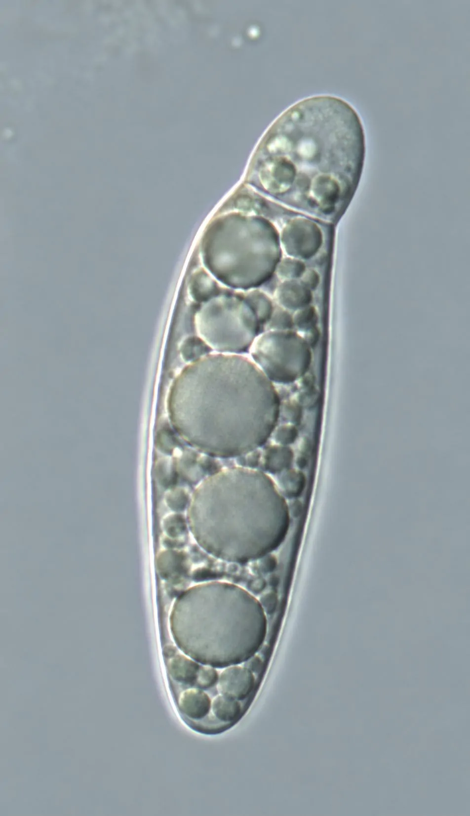 Apiospora