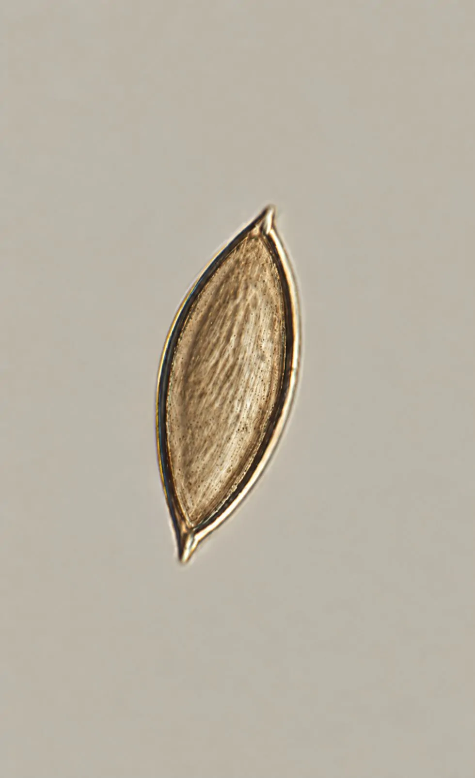 Ascospora estriada y apiculada de Cocoicola californica