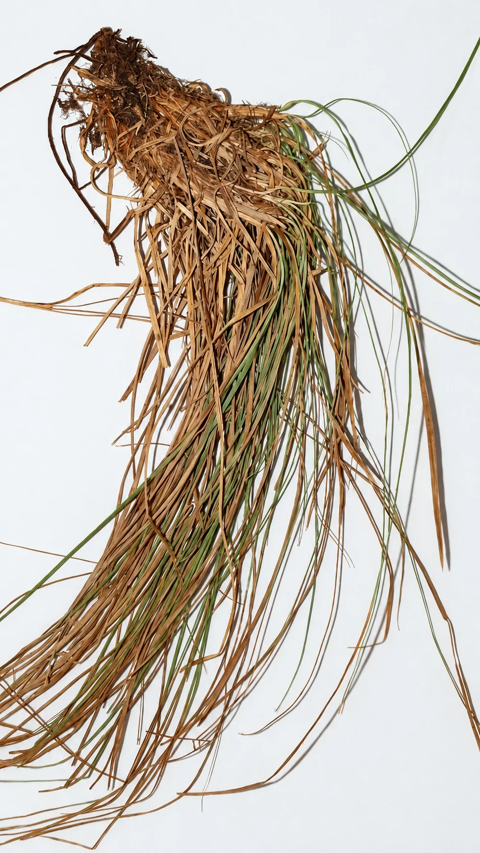 Hojas muertas de gramíneas, probablemente Festuca burgundiana, hospedero de Arthrinium crenatum.