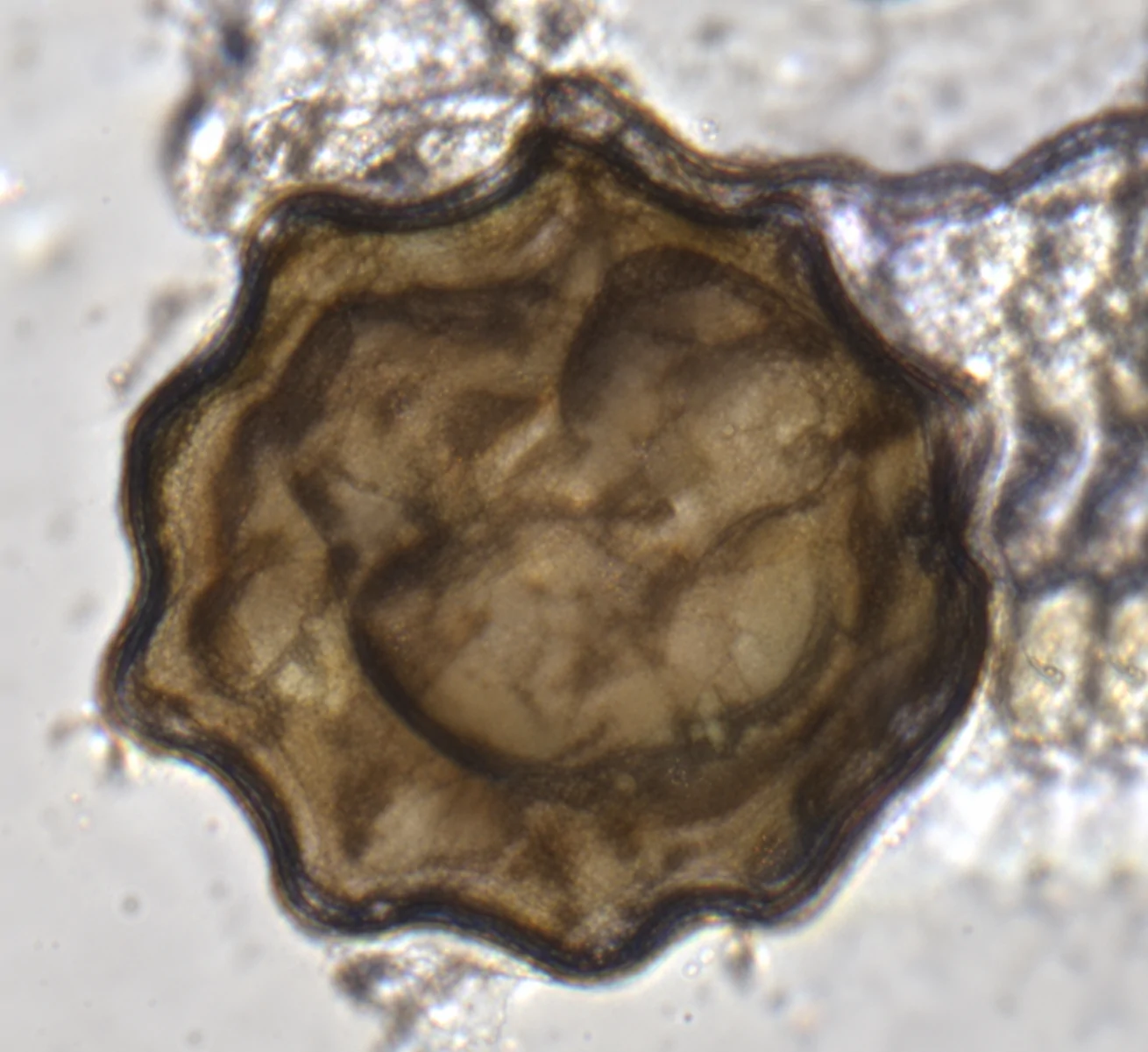 Conidio crenado de Arthrinium crenatum.
