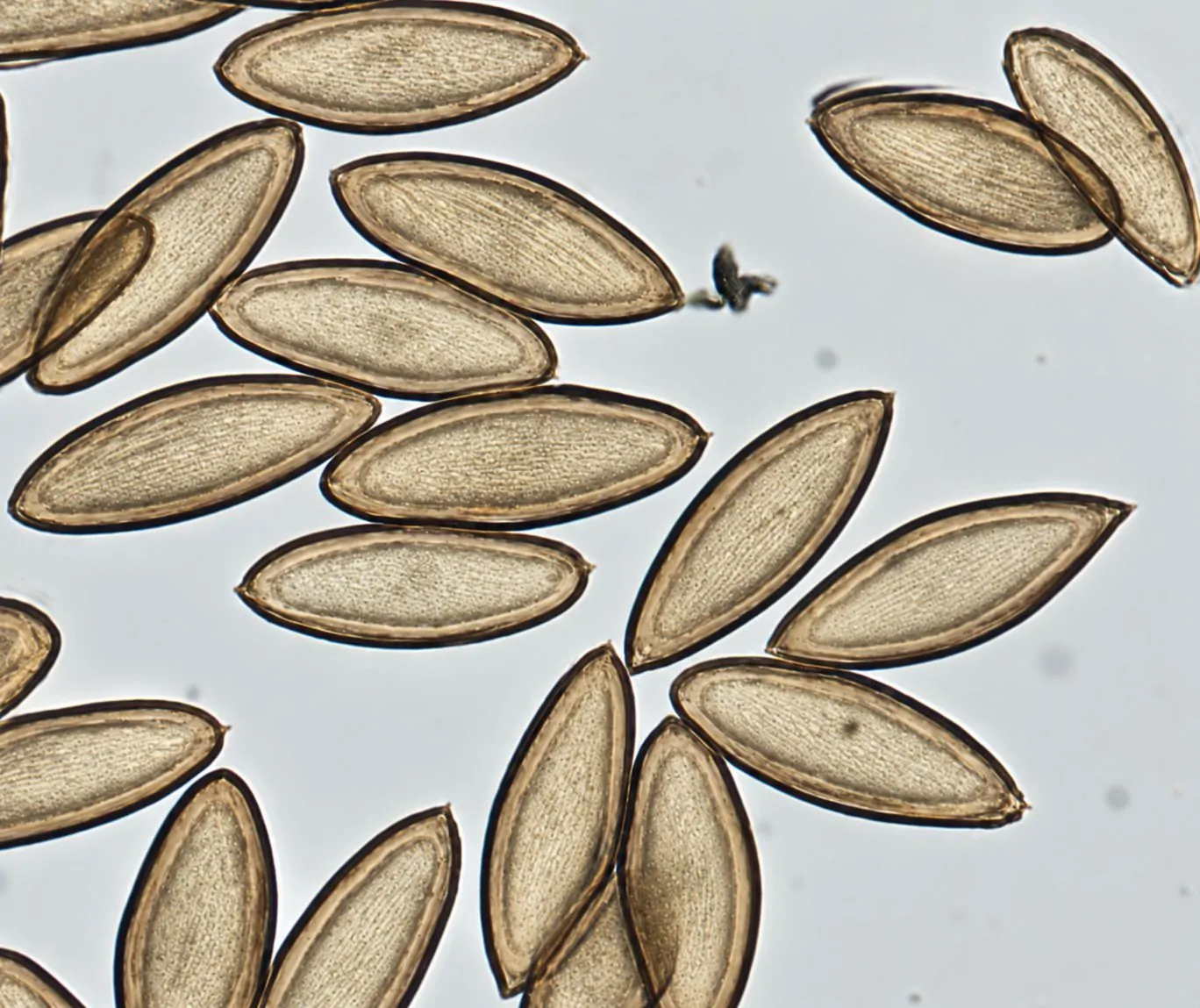 Grupo de ascosporas de Cocoicola californica