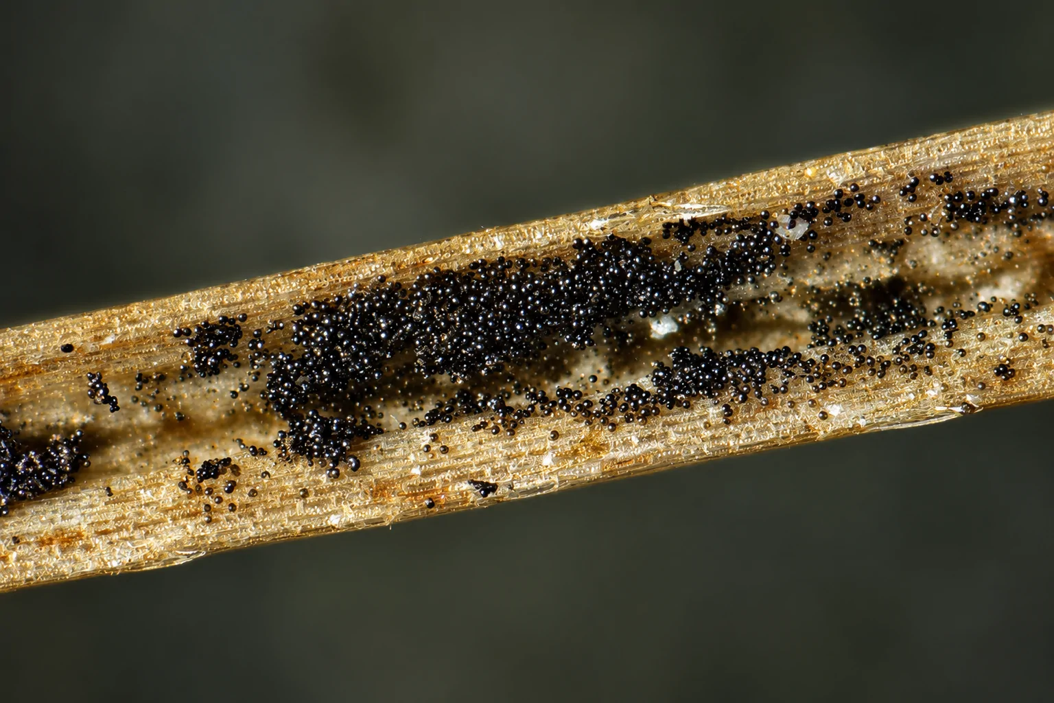 Esporodoquio de Arthrinium crenatum sobre tejido del hospedero.
