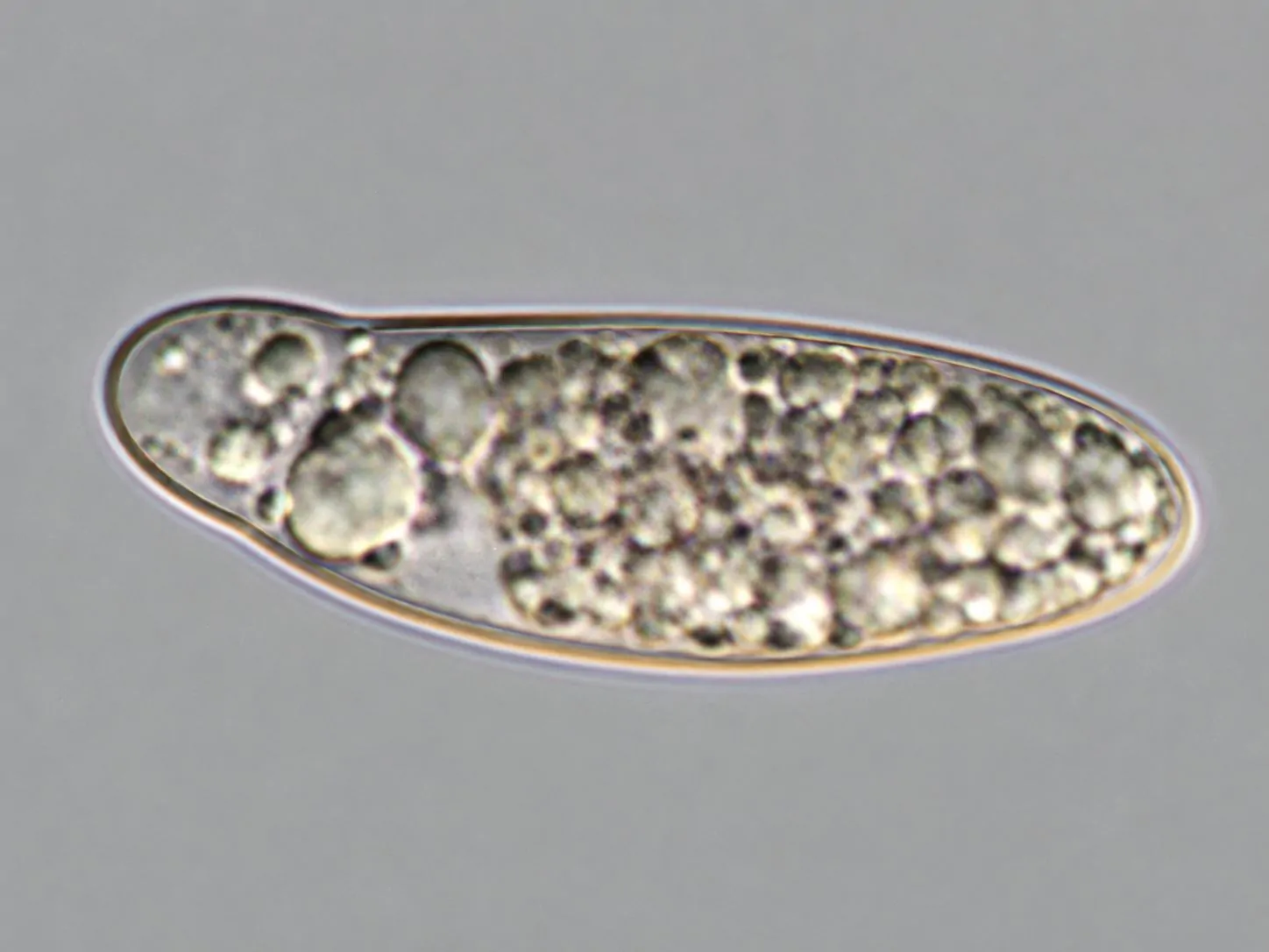 Ascospora bicelular con una célula de menor tamaño