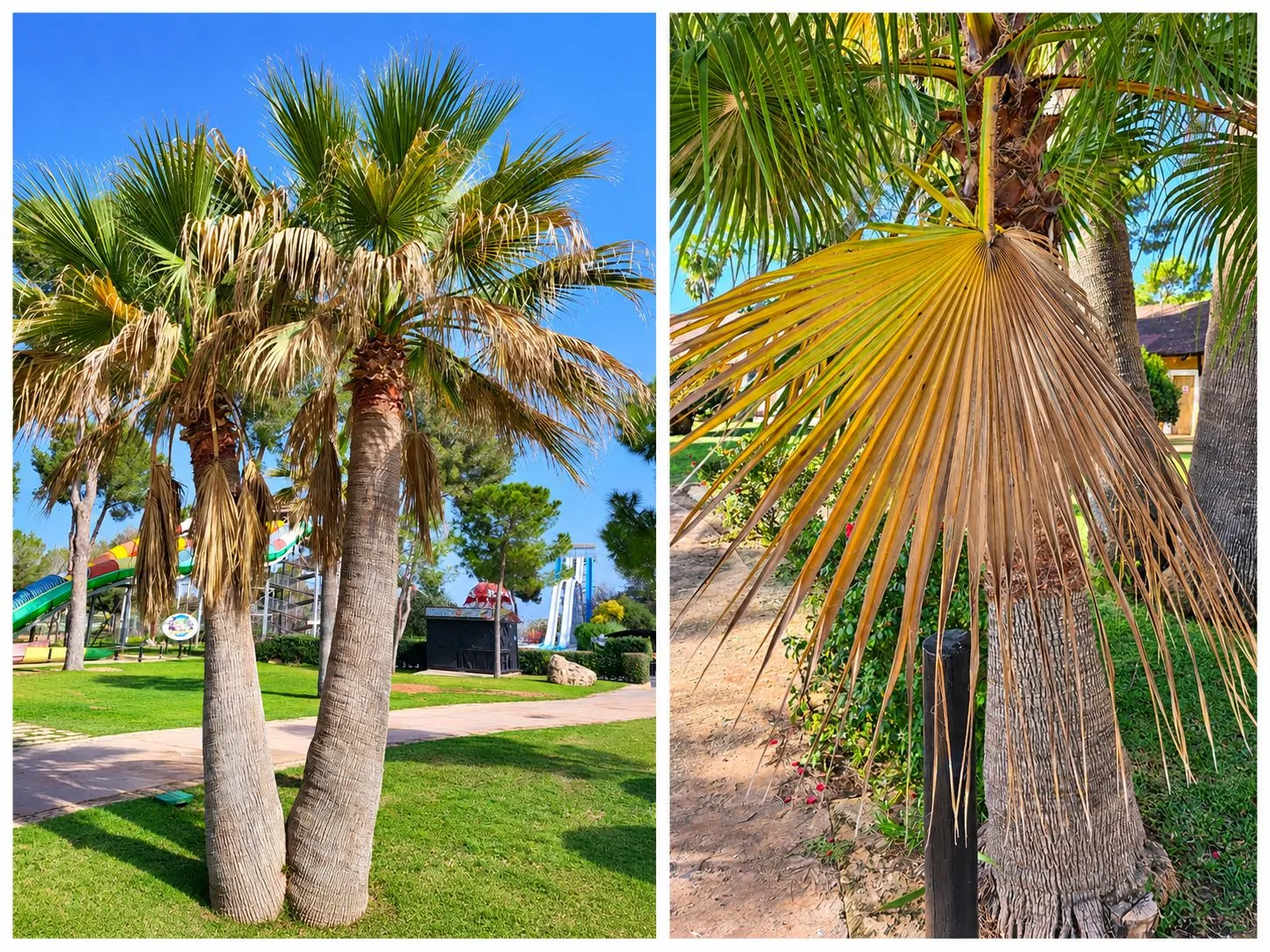 Cocoicola californica