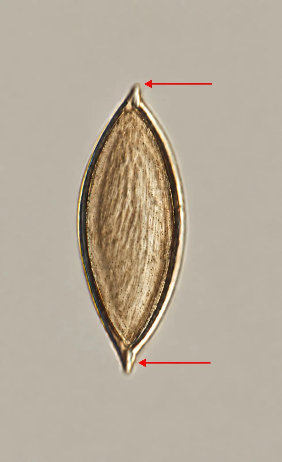 Apiculado