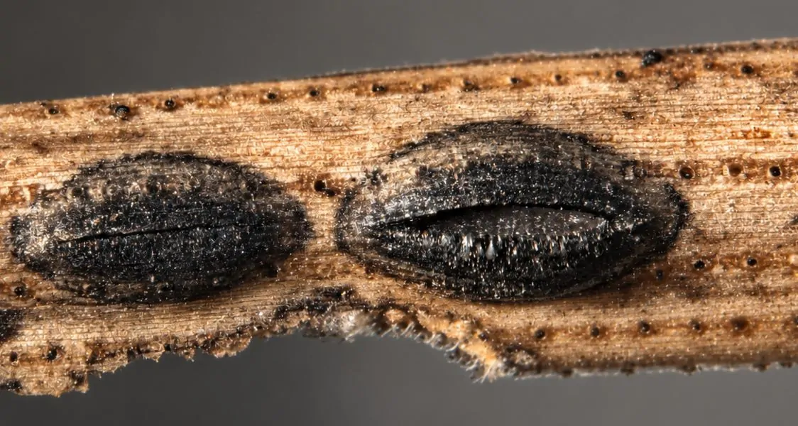 Ascomas sobre acículas de Pinus halepensis