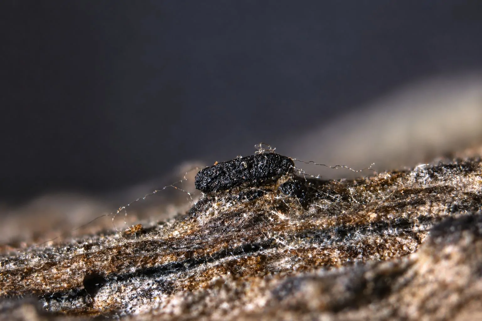 Ascocarpo de Lophiostoma viridarium sobre Cistus monspeliensis.