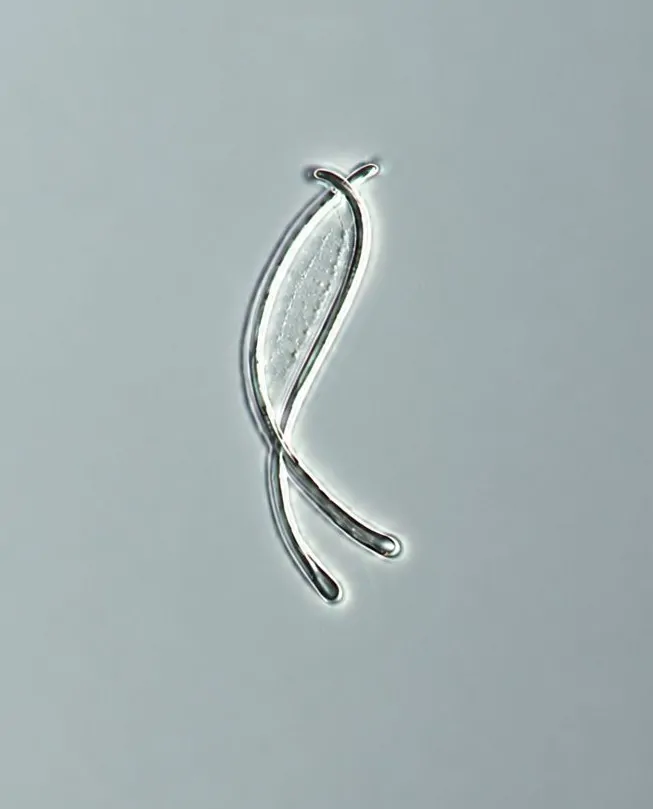 Ascospora de Lophodermium pinastri