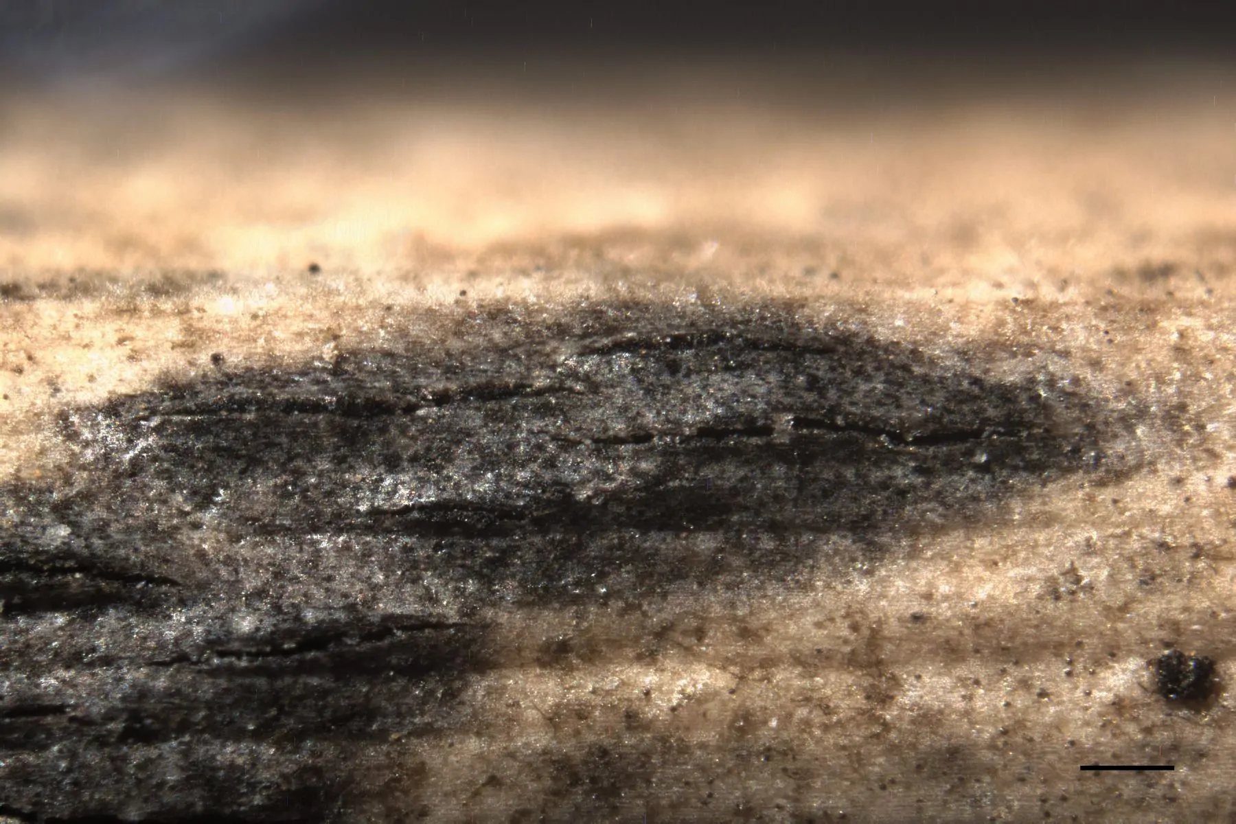Apiospora balearica