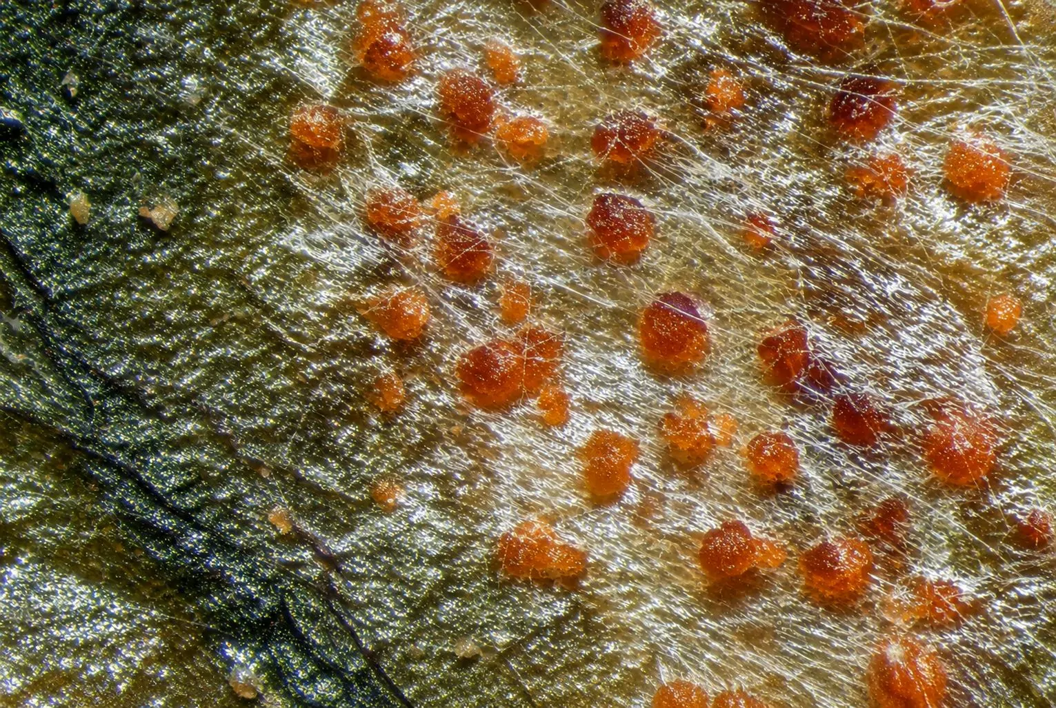 Esporodoquios de Fusarium sp. sobre hoja de hiedra