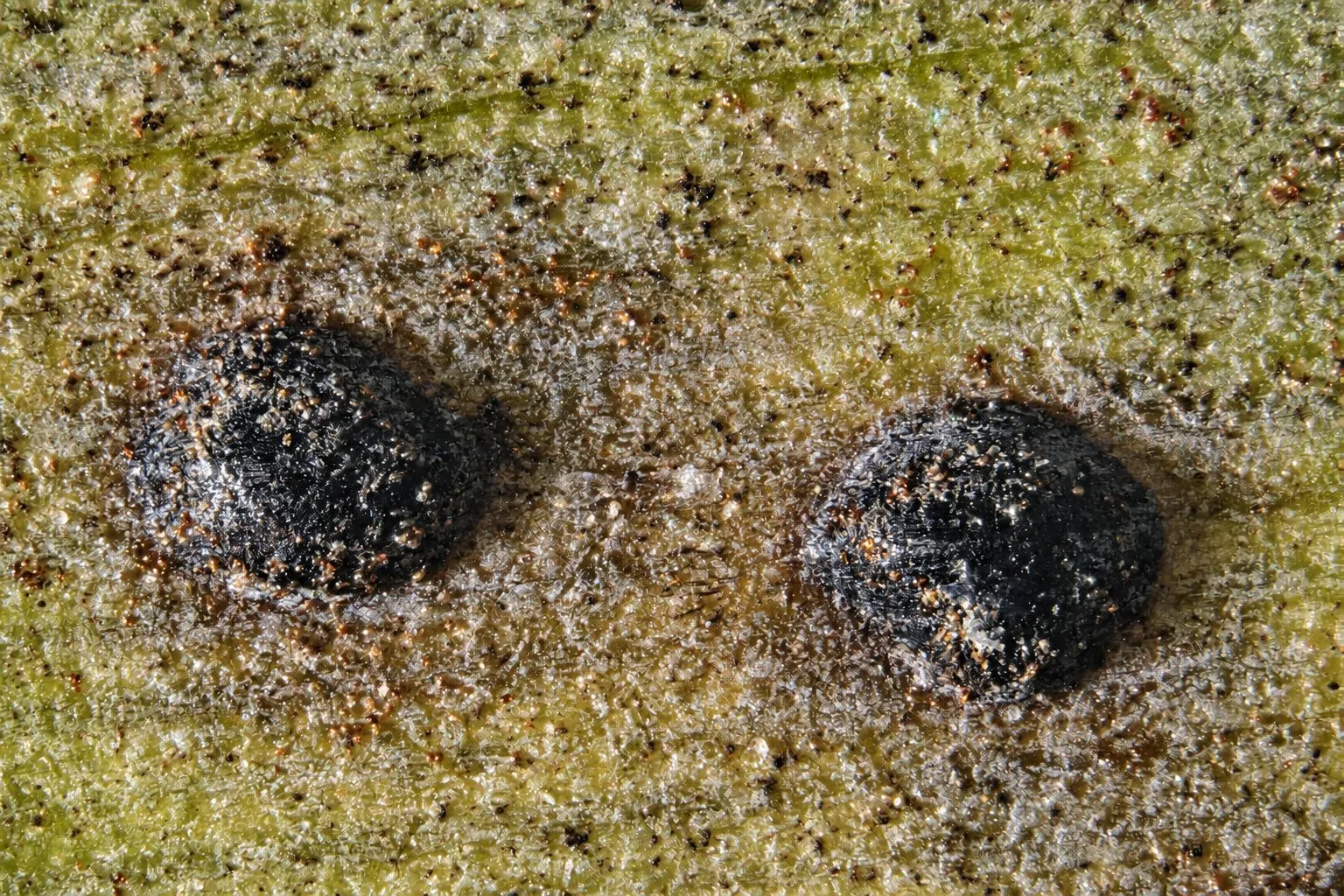 Estromas de Phaeochora steinheilii