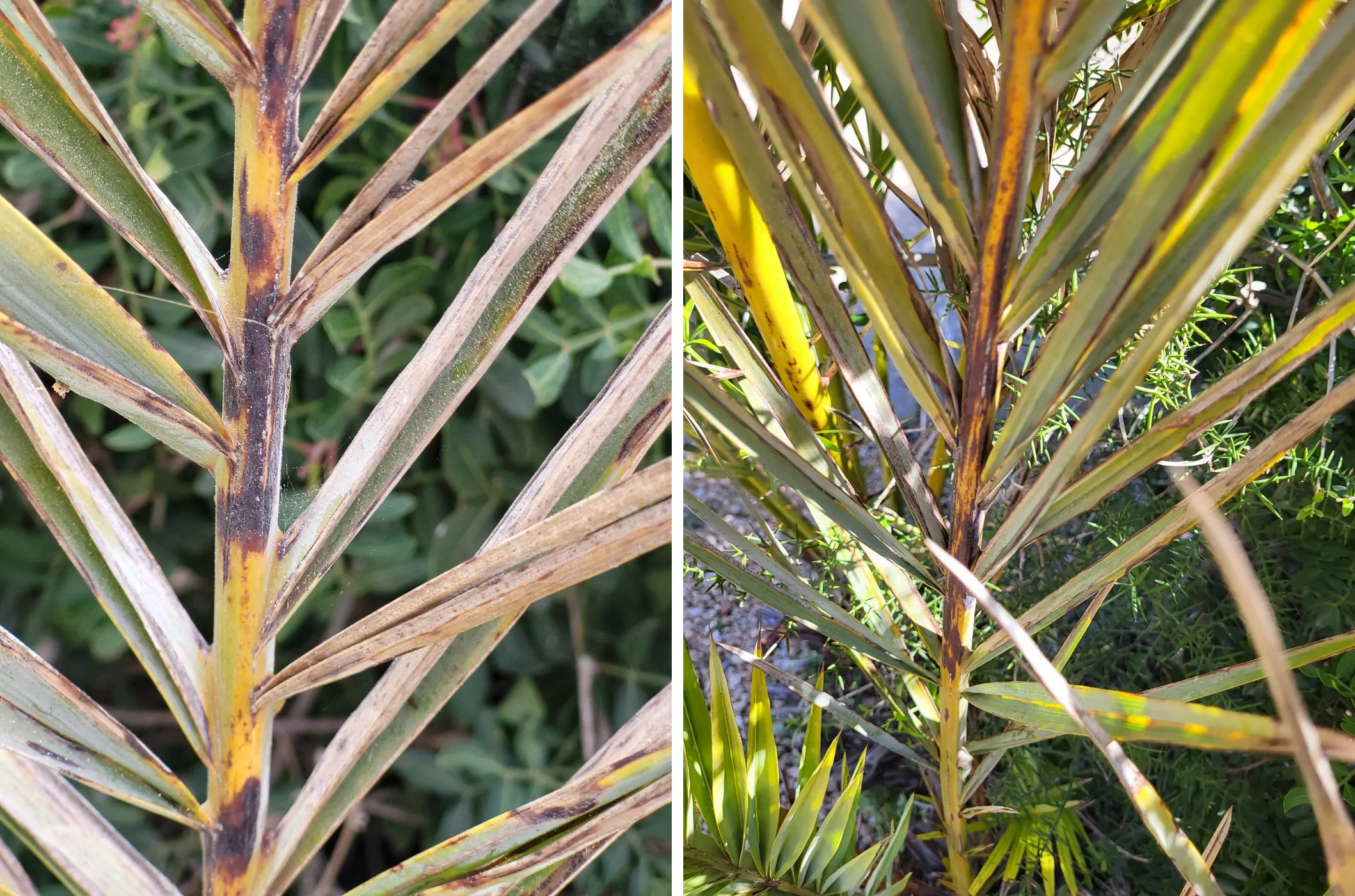 Lesiones necróticas del raquis de Phoenix dactylifera