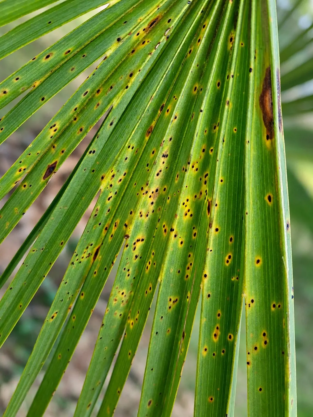 Estromas sobre la lámina de Chamaerops humilis