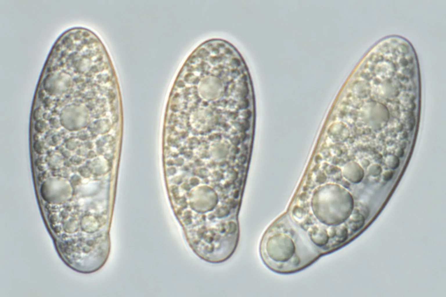 Apiospora montagnei
