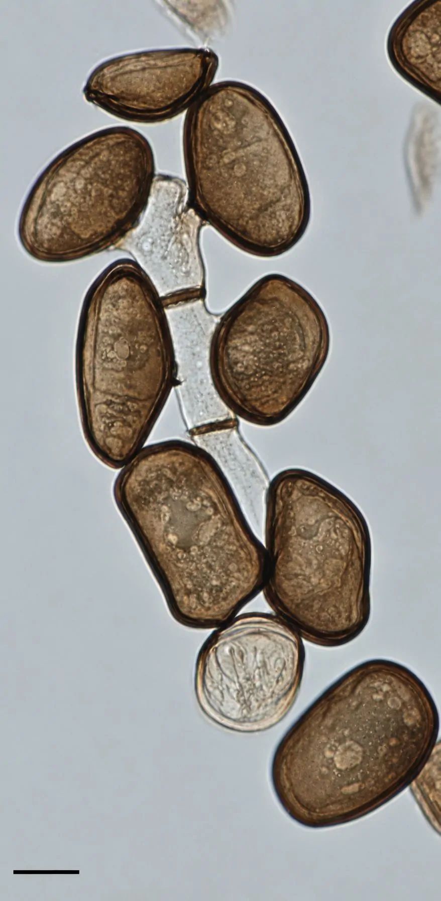 Arthrinium morthieri
