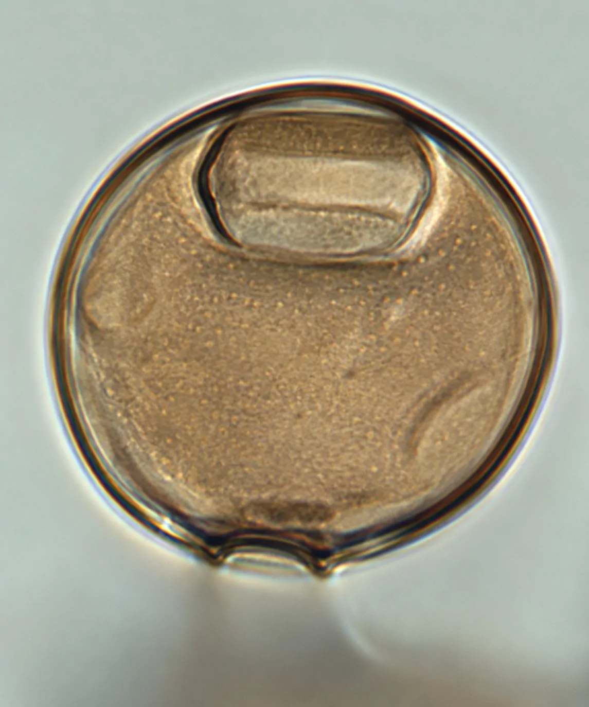 Célula estéril de Arthrinium morthieri