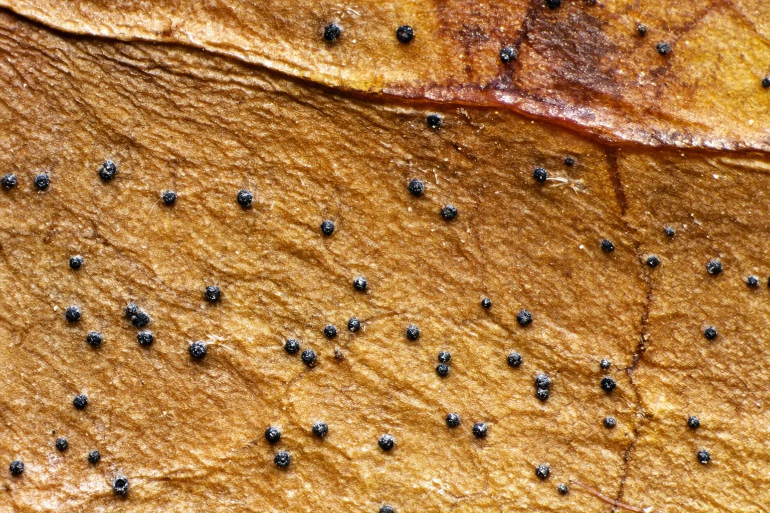 Picnidios de Boeremia hedericola