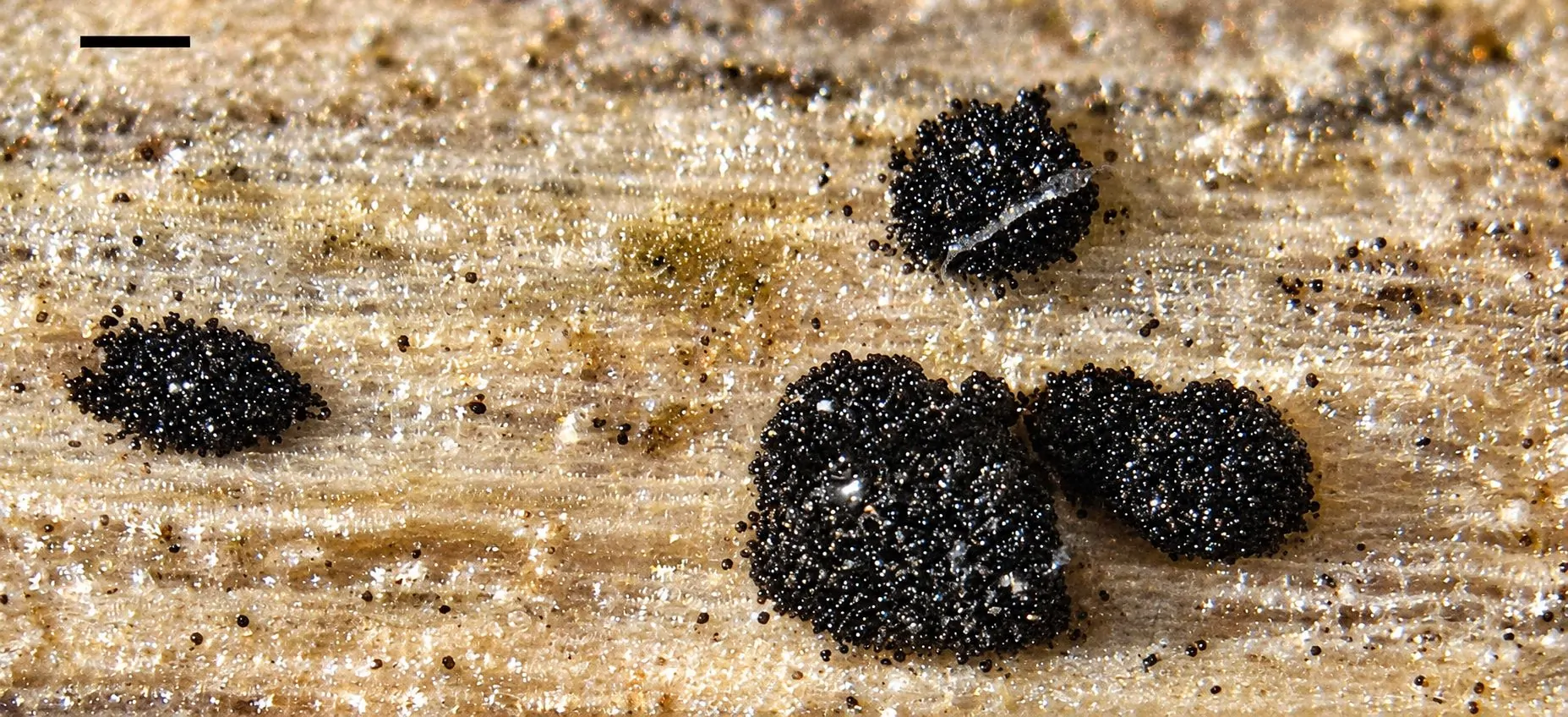 Arthrinium puccinioides