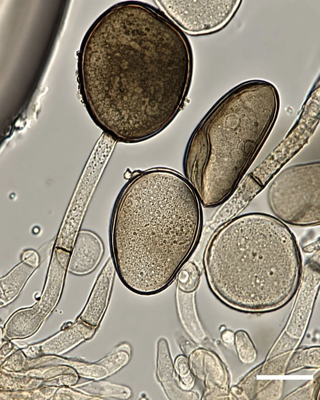 Célula conidiógena formando conidios de Apiospora sichuanensis