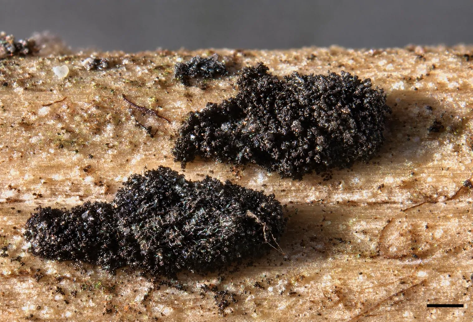 Esporodoquio sobre el hospedero de Arthrinium sphaerospermum