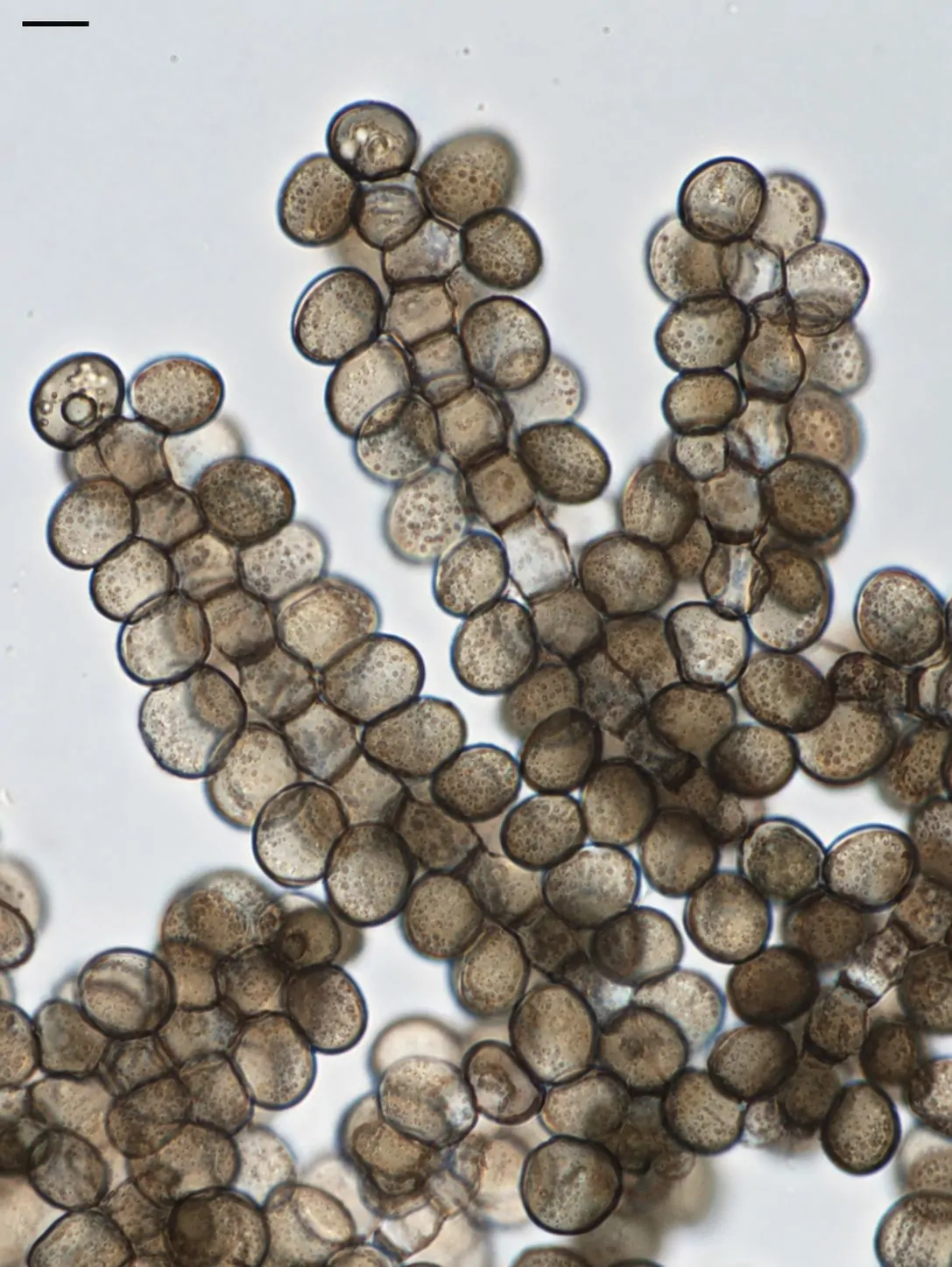 Conidióforos y conidios de Arthrinium sphaerospermum