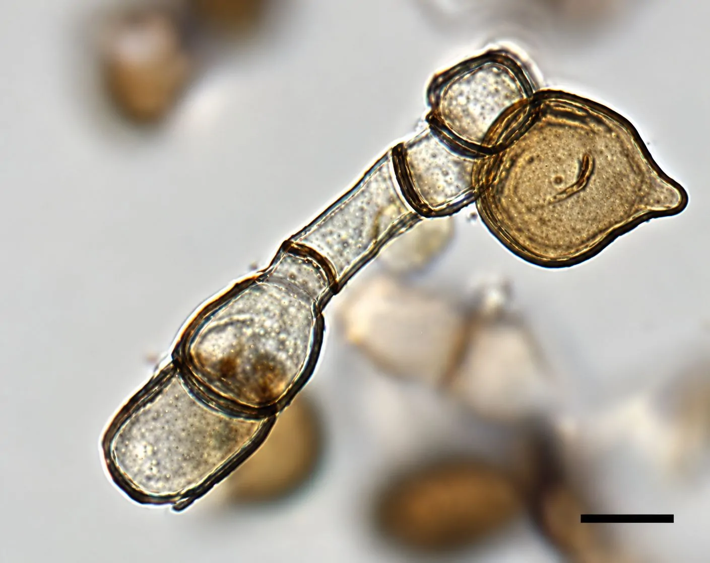 Células estériles de Arthrinium sporophleum