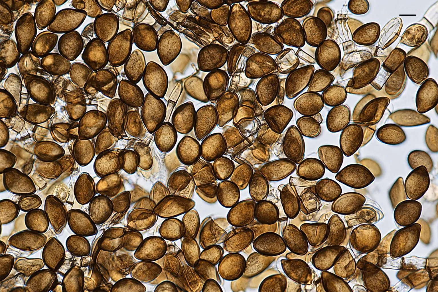 Conidios limoniformes de Arthrinium sporophleum